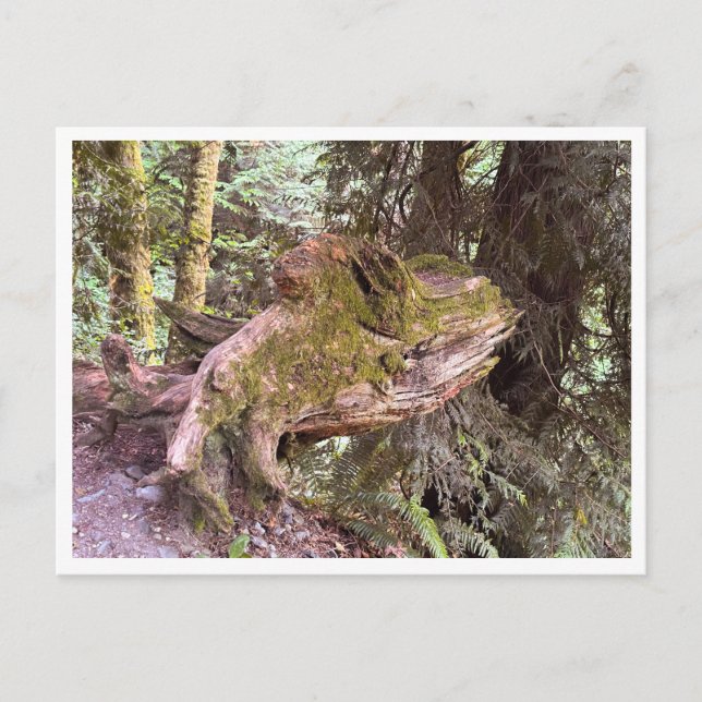 Tree stump postcard (Front)