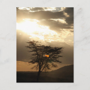 tree sunset postcard