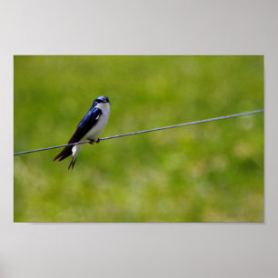 Tree Swallow Bird (Tachycineta bicolor) Poster