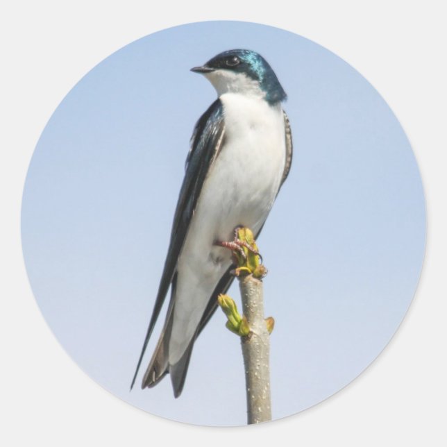 Tree Swallow Classic Round Sticker (Front)