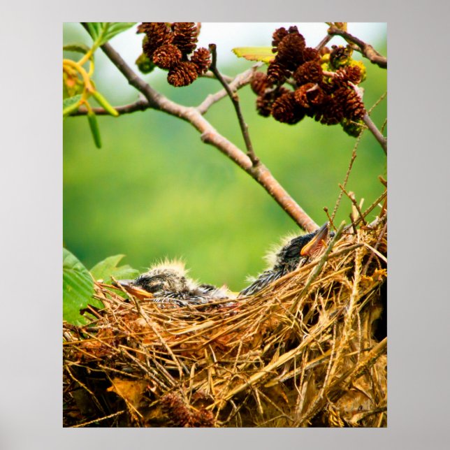 Tree Swallow Fledglings Sleeping In Nest Poster (Front)