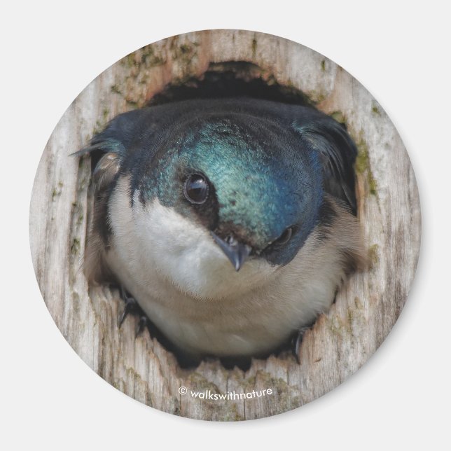 Tree Swallow in a Nestbox Magnet (Front)