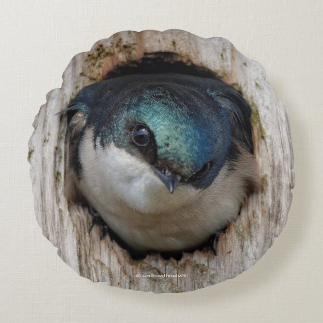 Tree Swallow in a Nestbox Round Cushion (Front)