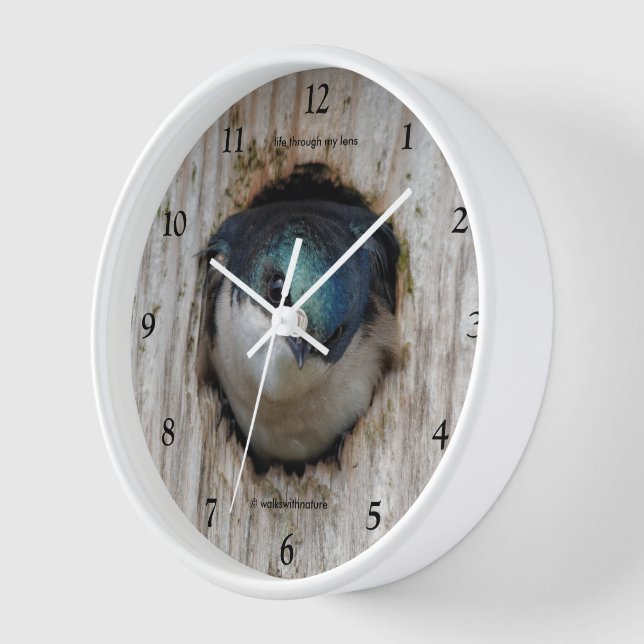 Tree Swallow in a Nestbox Wall Clock (Angle)