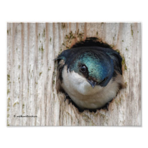 Tree Swallow, New Nestbox Owner Photo Print