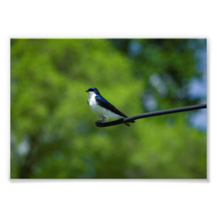 Tree Swallow Photo Print