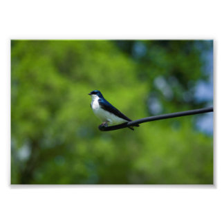 Tree Swallow Photo Print
