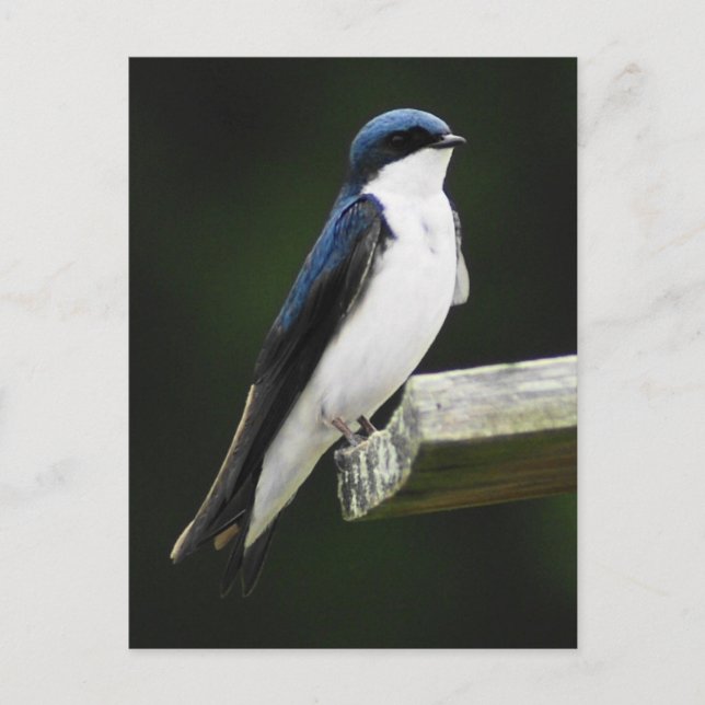 Tree Swallow Postcard (Front)