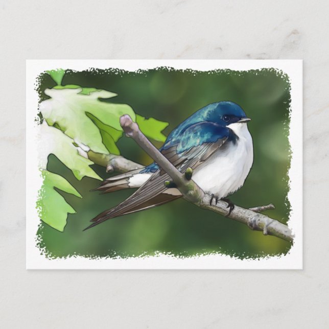 Tree Swallow - Postcard (Front)