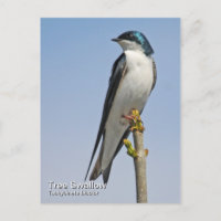 Tree Swallow Postcard