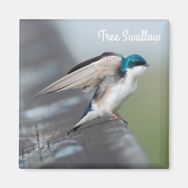 Tree swallow stretch magnet (Front)