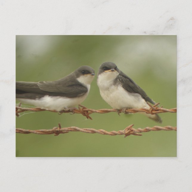 Tree Swallows Postcard (Front)
