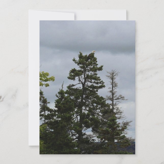 Tree Top Eagle (Front)