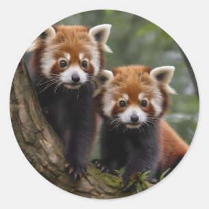 "Tree-top Explorers: Baby Red Pandas Looking Out Classic Round Sticker