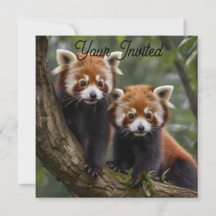 "Tree-top Explorers: Baby Red Pandas Looking Out Invitation
