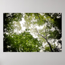 Tree Tops in the Blue Ridge Mountains