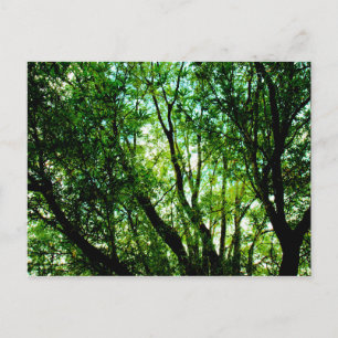 Tree tops postcard