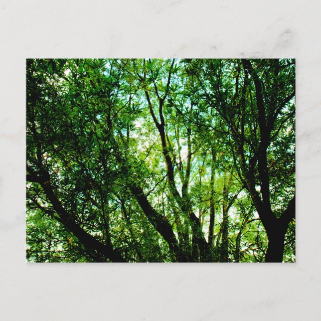 Tree tops postcard (Front)