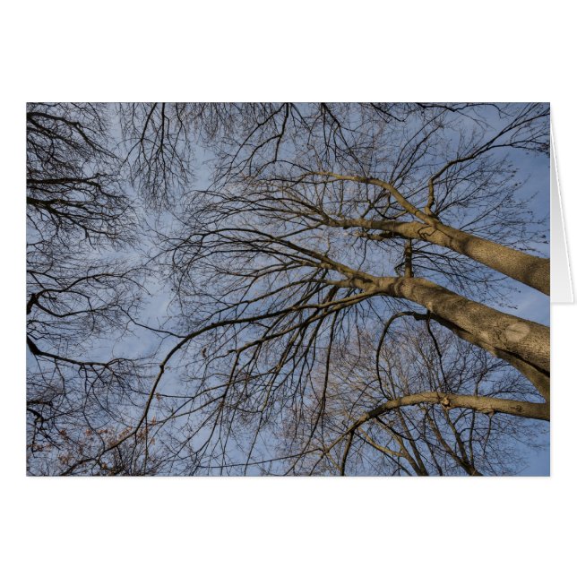 Tree trunk design/pattern. Pioineer Park, WA (Front Horizontal)
