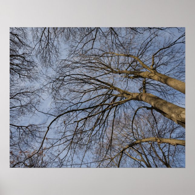 Tree trunk design/pattern. Pioineer Park, WA Poster (Front)