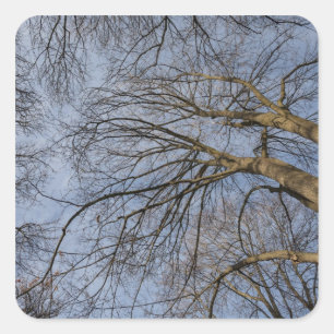 Tree trunk design/pattern. Pioineer Park, WA Square Sticker