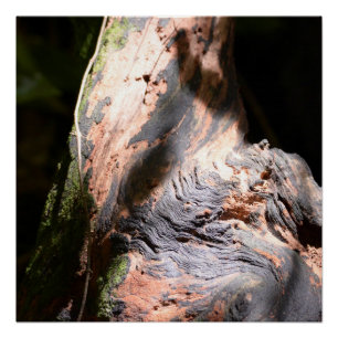 Tree Trunk Nature Bark Art Outdoor Photography Poster