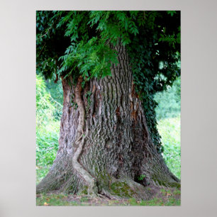 tree trunk of an ash, old tree with leaves, poster