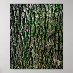 Tree Trunk Poster