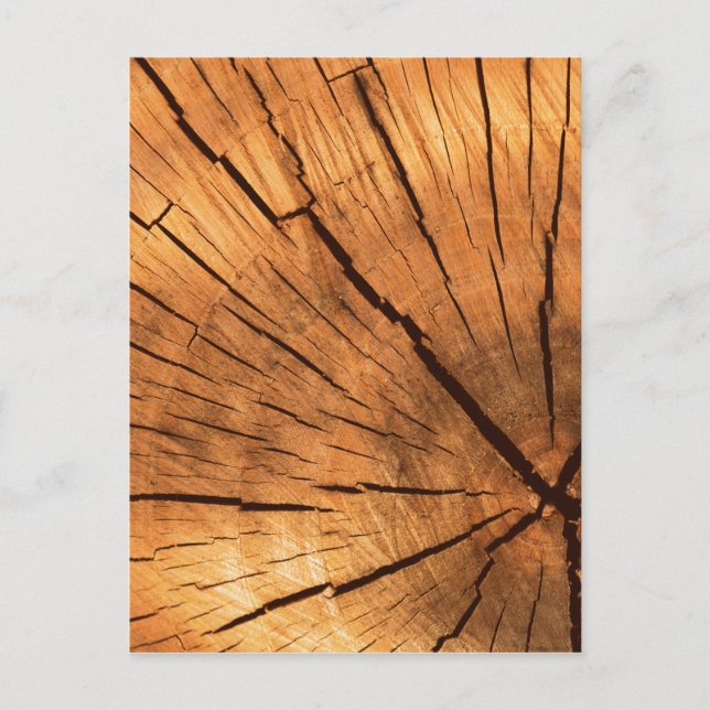 Tree Trunk Rings Postcard (Front)