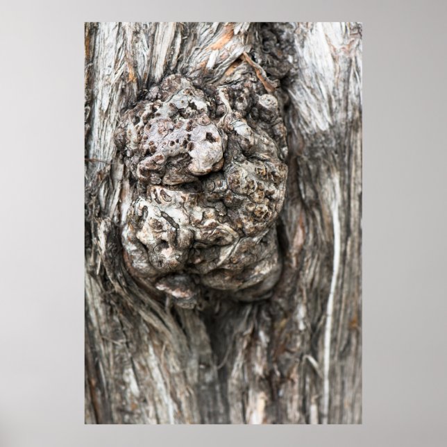 Tree trunk’s knot poster (Front)
