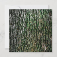 Tree Trunk (Wood Bark)