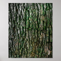 Tree Trunk (Wood Bark)