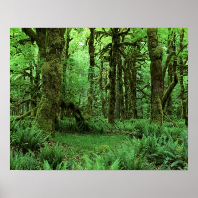 Tree Trunks and Ferns on Forest Floor of Olympic Poster (Front)
