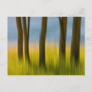 Tree Trunks and Grass San Juan Islands, WA Postcard