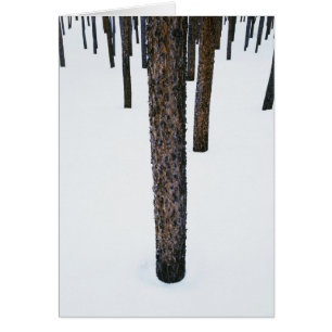 Tree Trunks in Snow