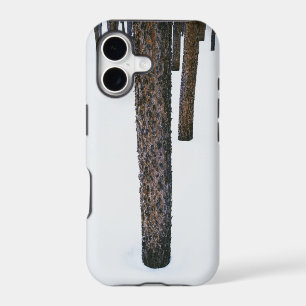 Tree Trunks in Snow