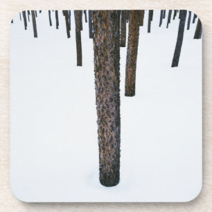 Tree Trunks in Snow Coaster
