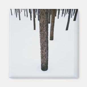 Tree Trunks in Snow Magnet
