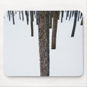 Tree Trunks in Snow Mouse Pad
