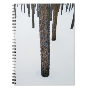 Tree Trunks in Snow Notebook