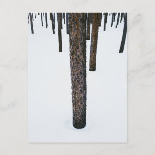 Tree Trunks in Snow Postcard