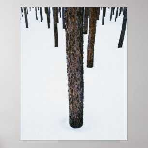 Tree Trunks in Snow Poster