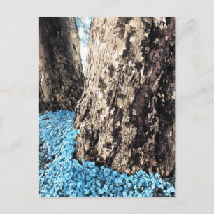 tree trunks postcard