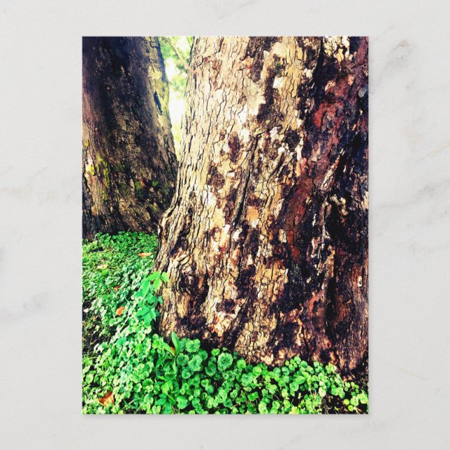 tree trunks postcard (Front)