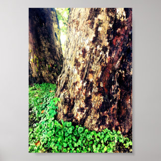 tree trunks poster