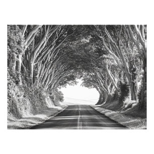 Tree Tunnel Kauai Photography Black and White Photo Print