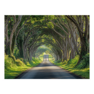Tree Tunnel Kauai Photography Wall Art