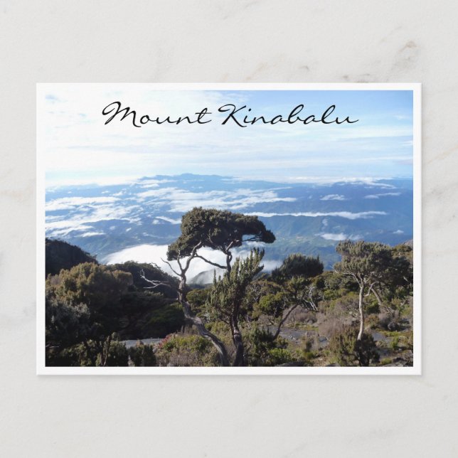 tree view kinabalu postcard (Front)