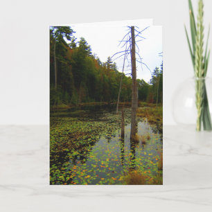 Tree Water Swamp Landscape Card