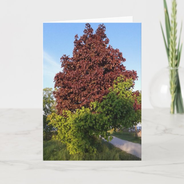 Tree With Two Different Colours Odd Nature Card (Front)